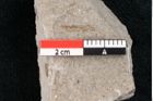 Foto (Detailansicht) von Zostera ungeri Ettingshausen (NHMW-GEO-2024-0188-6660)